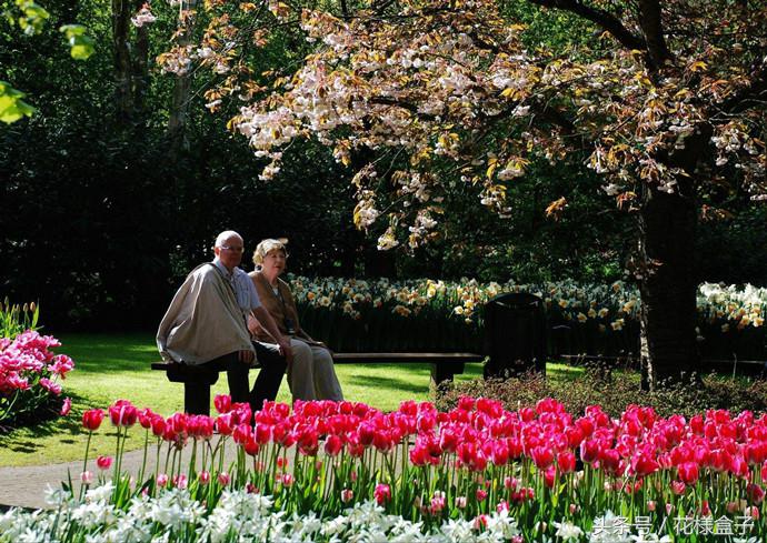 荷兰国花郁金香价格表,荷兰国花郁金香的故事