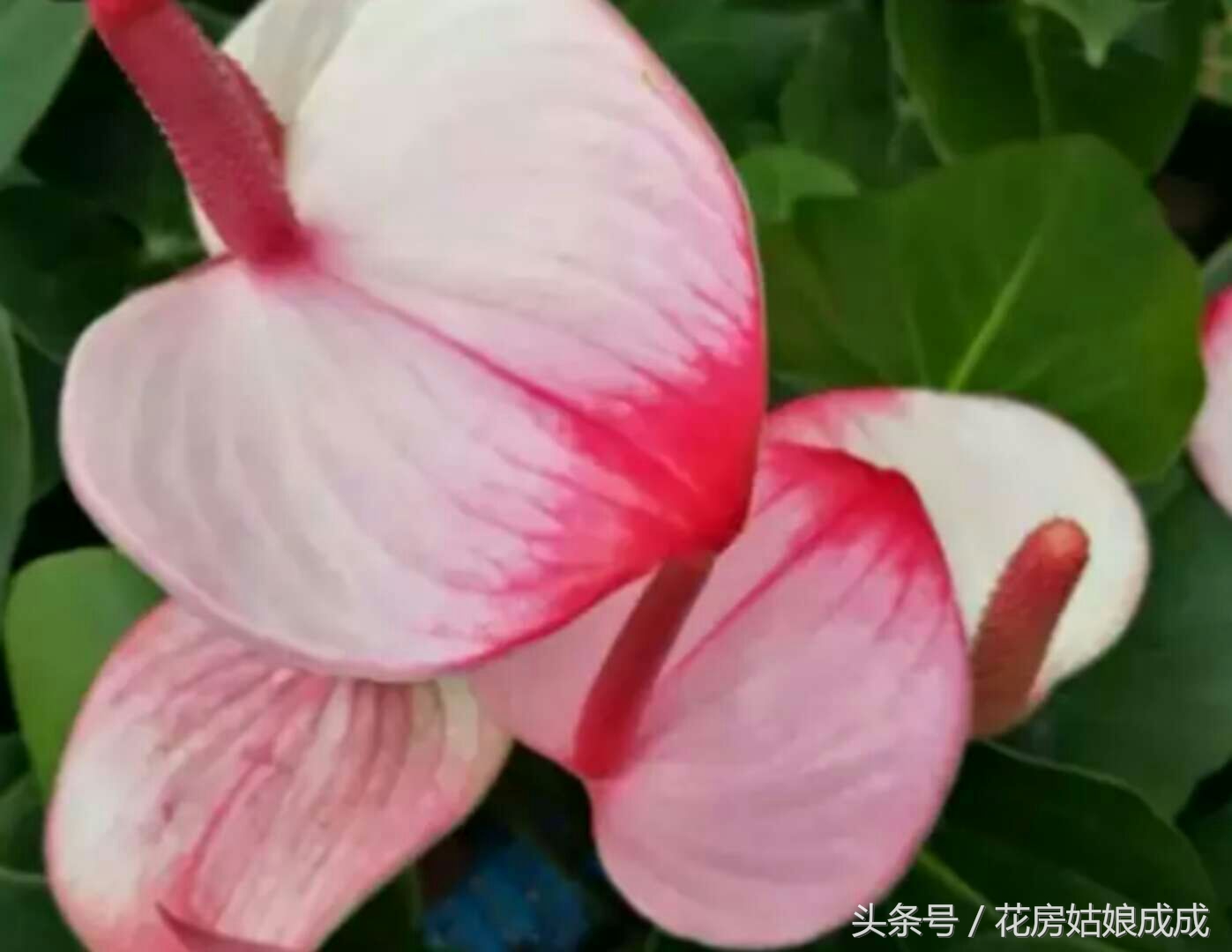 养花秘诀书籍,养花秘籍常换常新