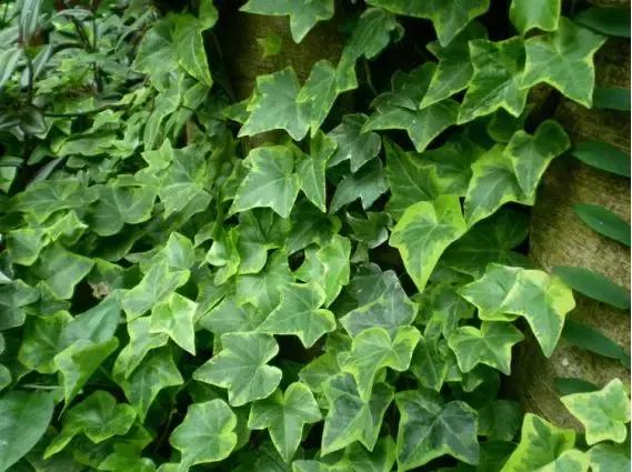 儿童止咳药进口药,都是进口药品为什么差价那么大