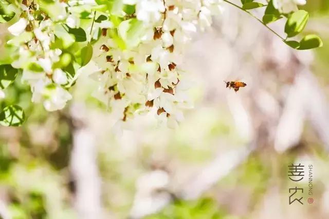 看完这个，你只能说：蜜蜂小姐，我给你跪了！