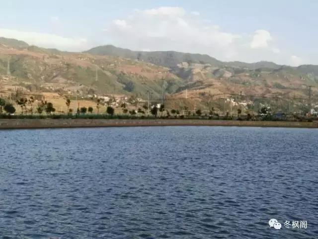 一只眼睛的动物,一只眼睛的鱼类