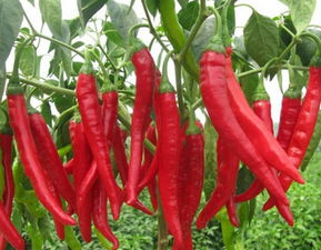 切辣椒弄到手上手辣咋办,切辣椒手辣了用什么清洗好