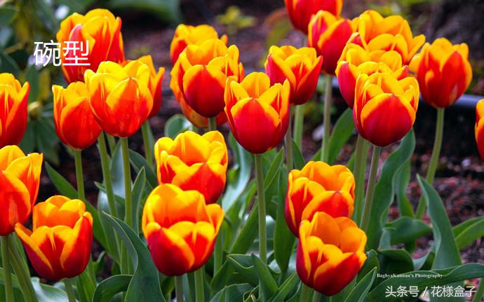 荷兰国花郁金香价格表,荷兰国花郁金香的故事