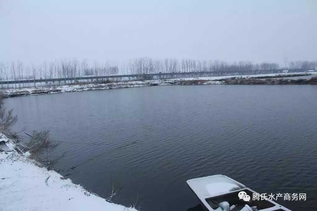 养鱼致富之路及方法,养鱼技术与养鱼视频