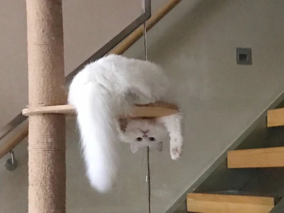 猫奴晒出自家田园猫经常乱叫，网友：这颜值，不说还以为是金吉拉