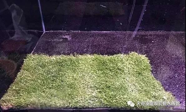 草缸龙鱼,龙鱼裸缸好还是草缸好