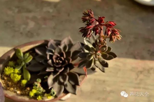 自然界中仅有的八种黑色的花,23种黑色花图片