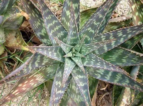 房间放一盆芦荟什么好处,家里养了芦荟可以做什么