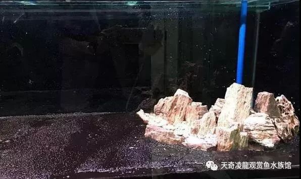 草缸龙鱼,龙鱼裸缸好还是草缸好