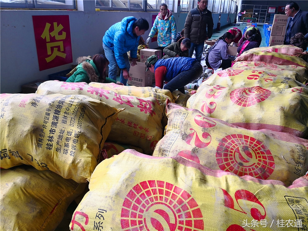 刘罗锅荔浦芋头生产在哪个市,荔浦芋头刘罗锅完整视频