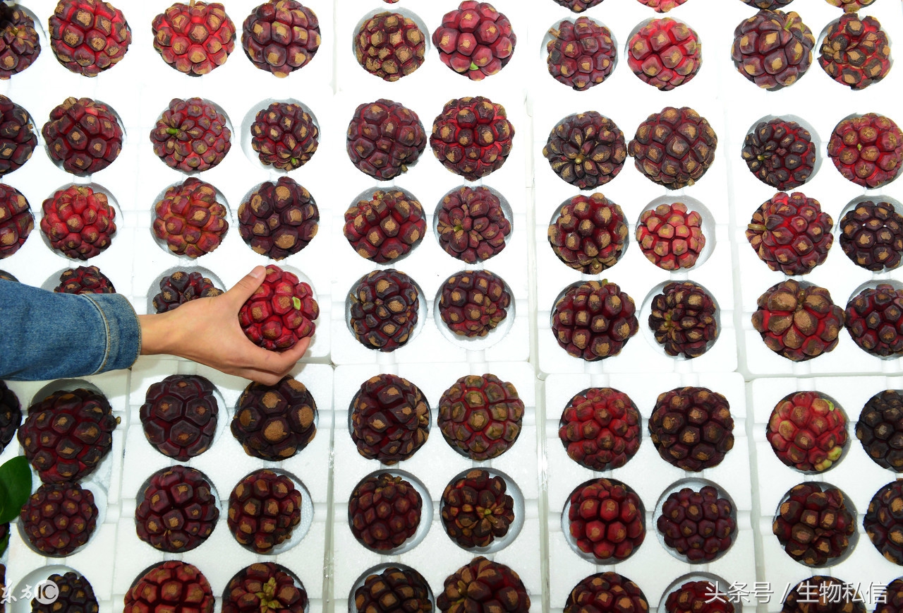 布福娜可以美容吗,布福娜果功效