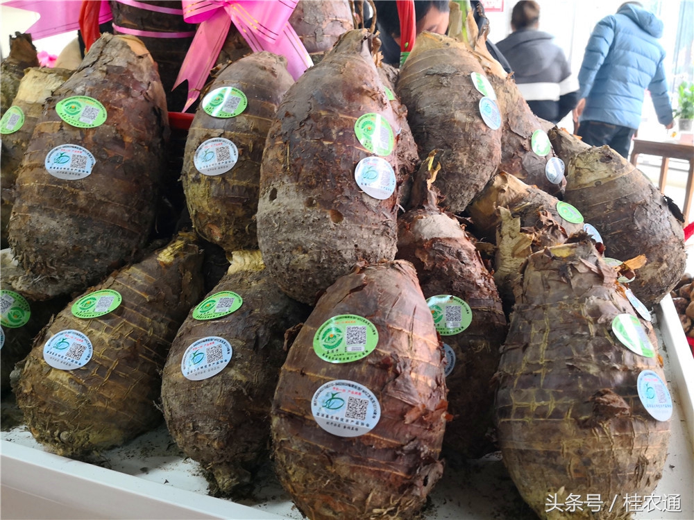 刘罗锅荔浦芋头生产在哪个市,荔浦芋头刘罗锅完整视频