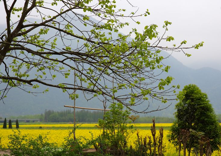 「词风雅韵」风拂青草｜柔柔细语总关情