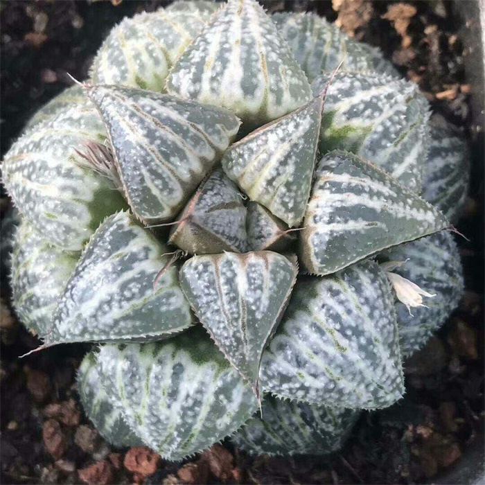 多肉水泡海豹老桩状态,库伯与海豹的区别