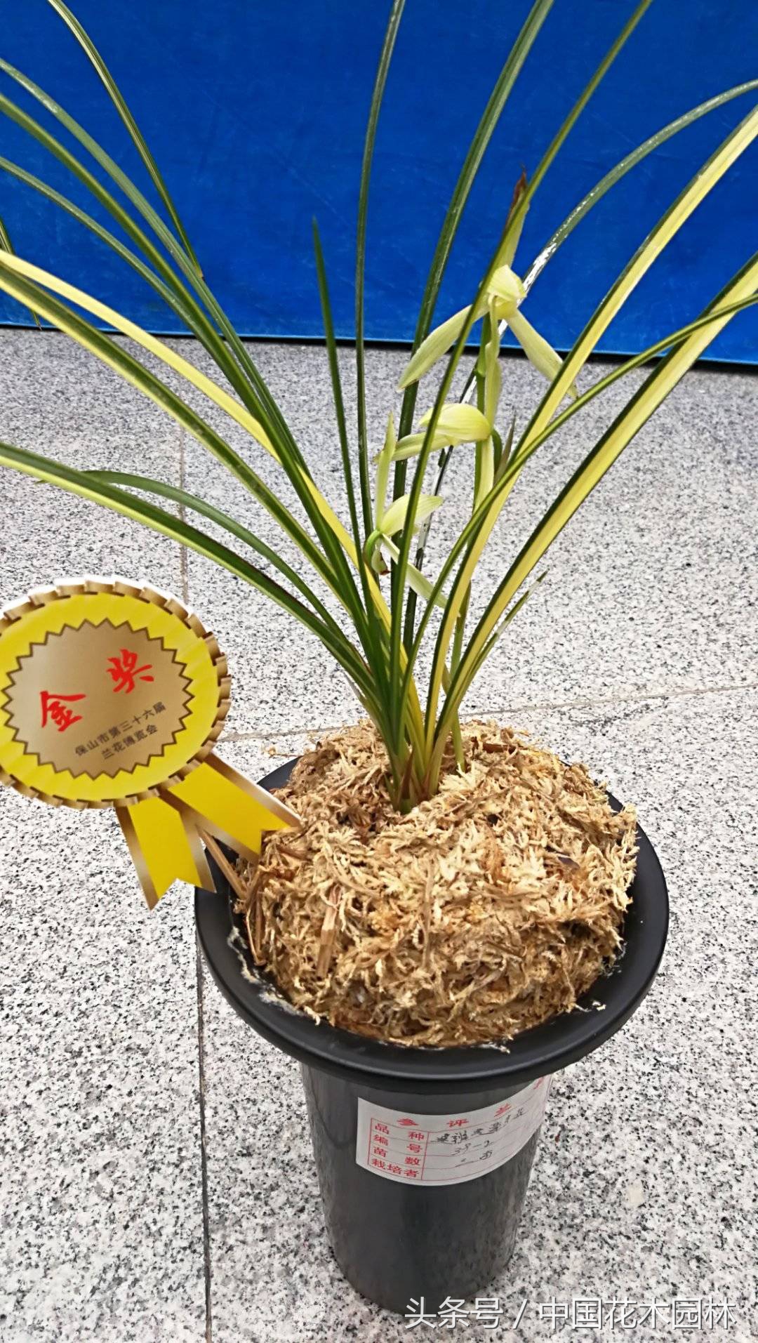 保山兰展获奖兰花图片,保山兰展特金奖兰花图片