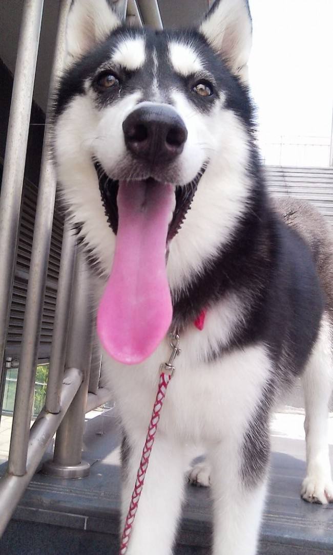 狗舔你是表示友好吗,狗舔你是因为喜欢你吗