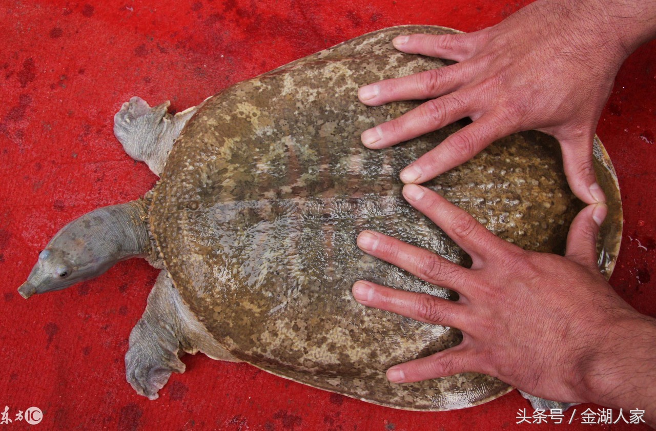 甲鱼怎么养殖才能生长得更好,外塘生态甲鱼养殖的方法和技巧