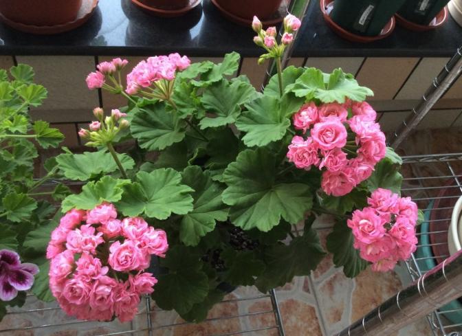 天竺葵好看又好养的品种有哪些 (天竺葵哪些品种漂亮好看又好养)