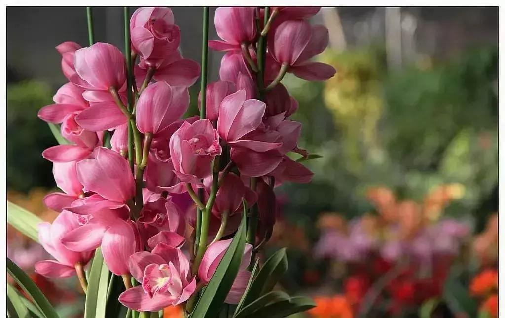 选花技巧和方法,各种花的养花技巧和方法