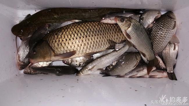 台钓竿双钩,台钓双钩沉底