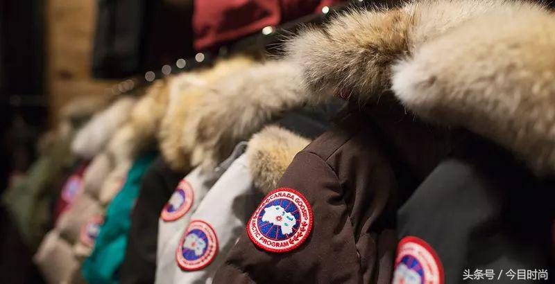 海外鹅与国内鹅,到底是加拿大鹅还是中国鹅