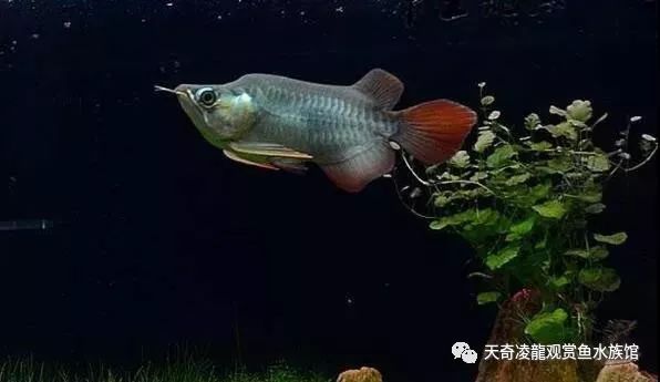 草缸龙鱼,龙鱼裸缸好还是草缸好