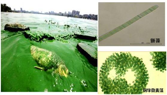 日本纳豆激酶是不是骗人的保健品,纳豆激酶是真是假