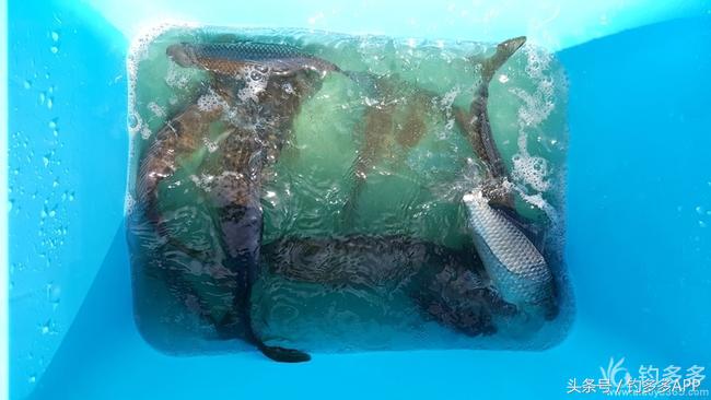 台钓竿双钩,台钓双钩沉底