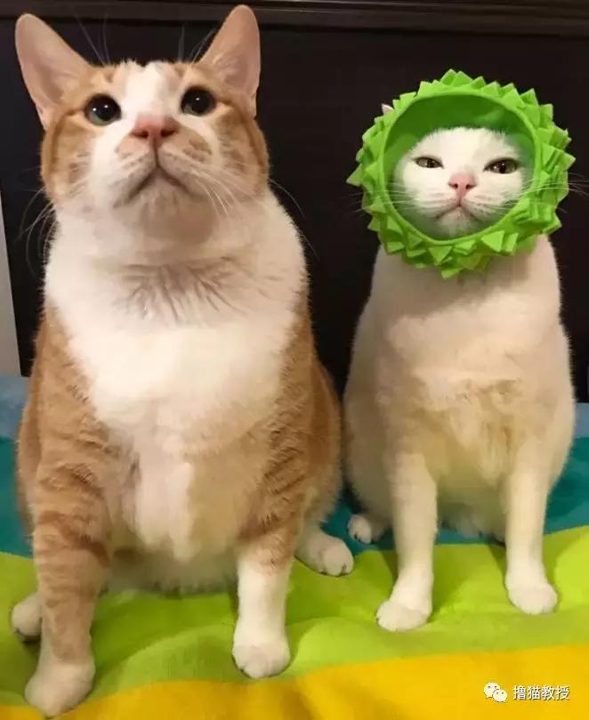 美了！胖猫竟然爱上了敷面膜