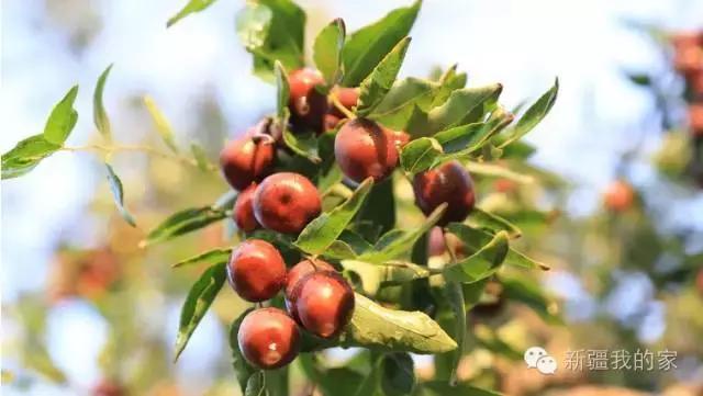 面积是全国最大县，农民收入直逼上海，说的就是*疆新**这个县