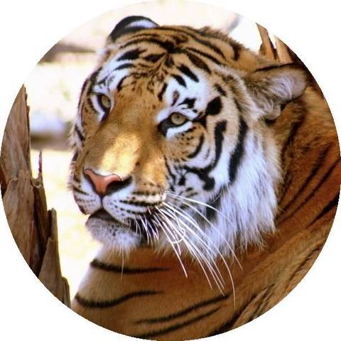 十二生肖提升运气和财运的方法,十二生肖接福接财运