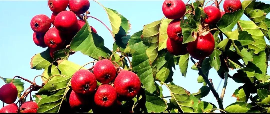 最近爆火的零添加果汁饮料,营养的果汁饮料