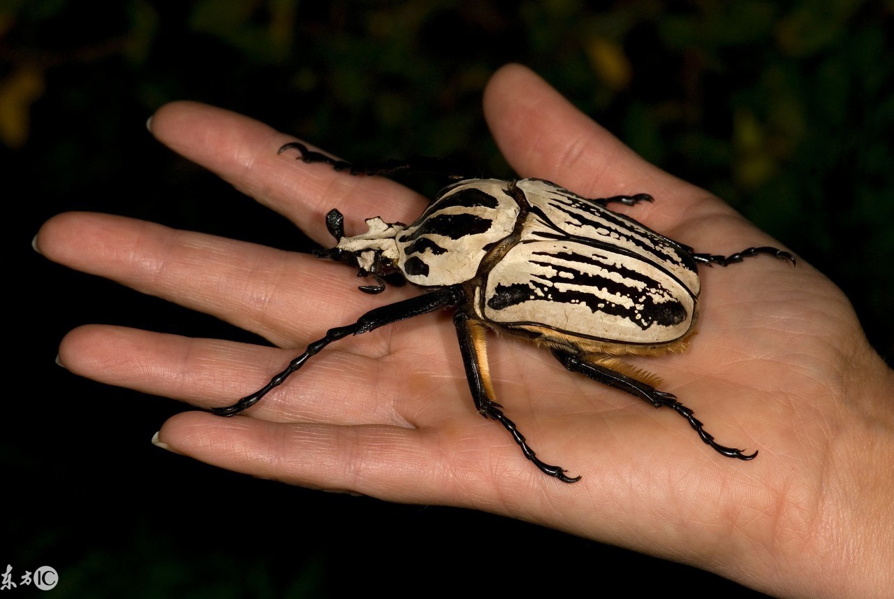 爬宠合集,爬宠大作战视频