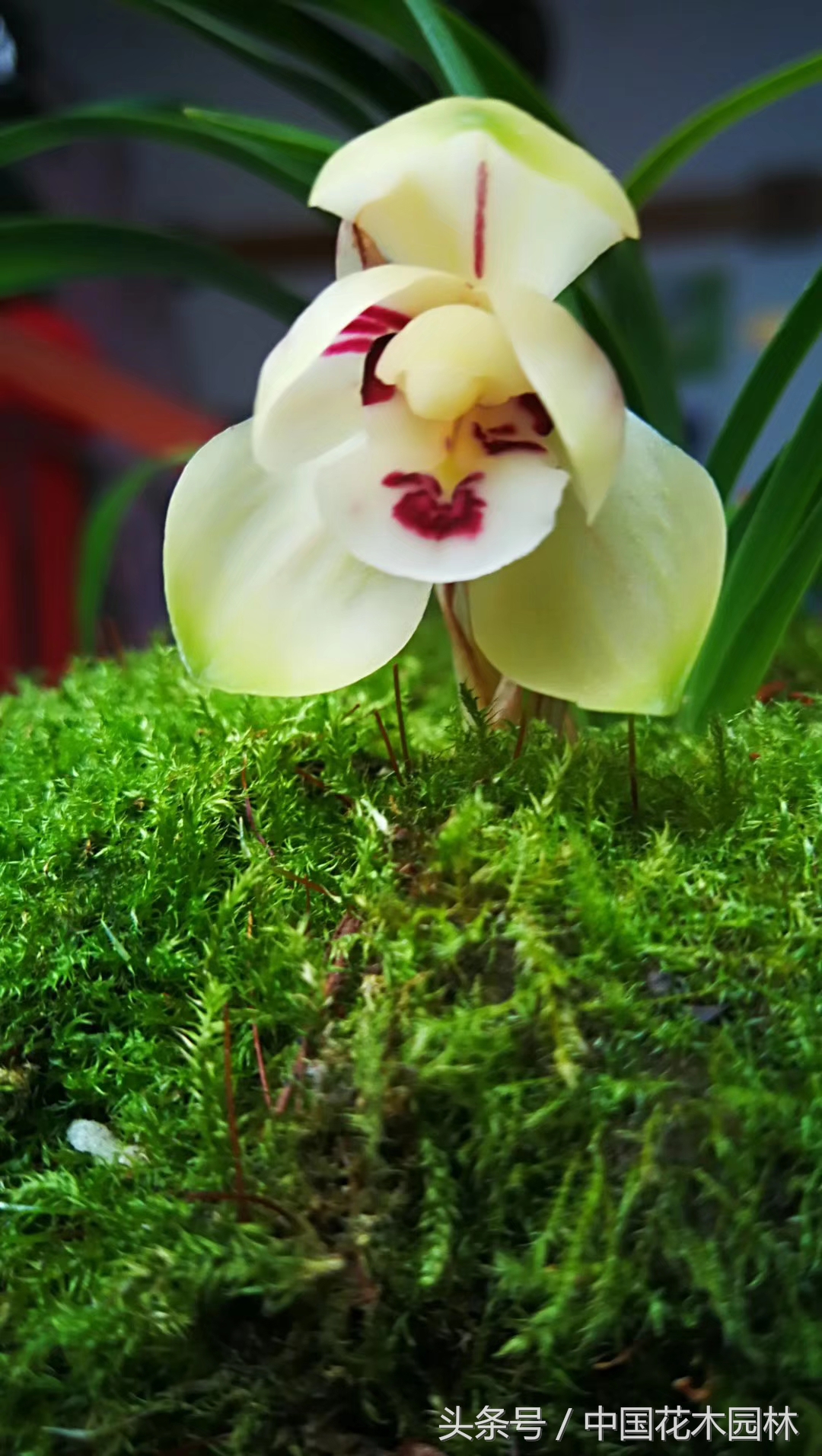 保山兰展获奖兰花图片,保山兰展特金奖兰花图片