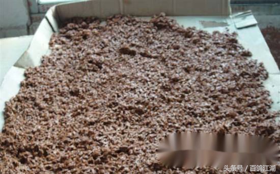 幼鸽鸽粮最佳配方大全,如何制作小鸽子喂鸽粮的东西