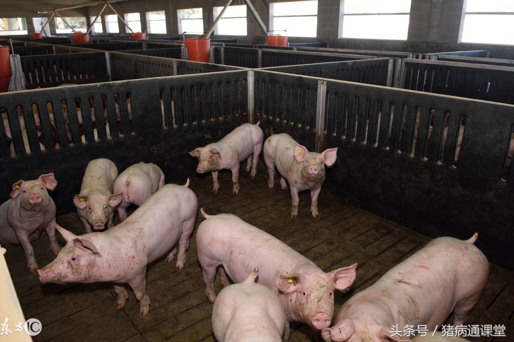 什么是出血性大肠杆菌肠炎,什么是猪回肠炎