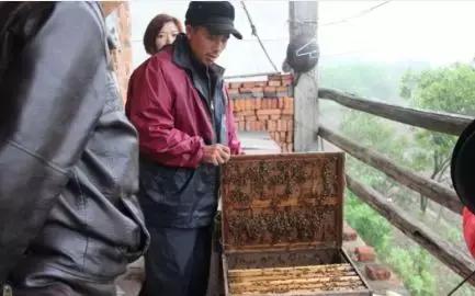 养蜂人揭秘中蜂,30年养蜂人教你如何辨别真假蜂蜜