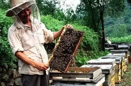 养蜂人揭秘中蜂,30年养蜂人教你如何辨别真假蜂蜜