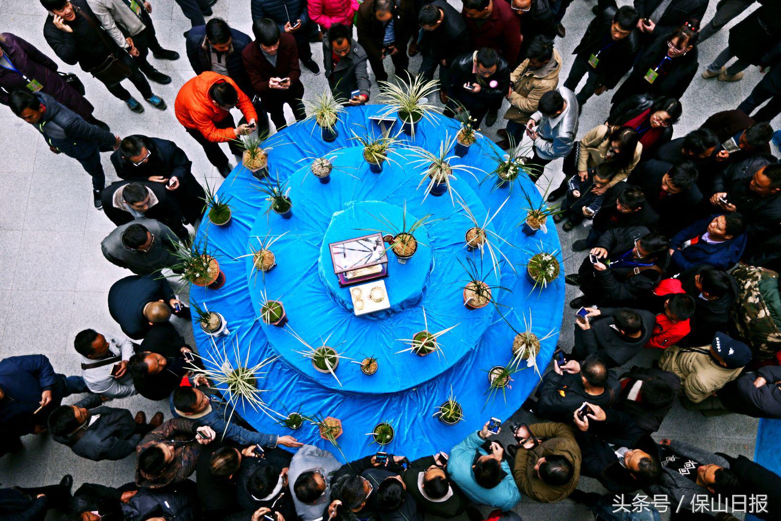 保山兰花展金奖,2019年昆明兰花展金奖兰花