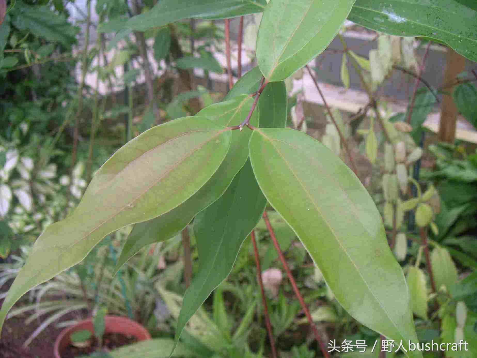 虽为辛温之物，巧用也能医西施之喉痈