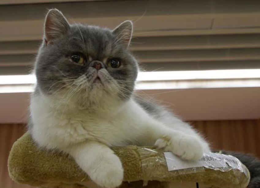 我家的猫下巴尖是怎么回事,猫咪黑下巴洗干净了第二天又有了