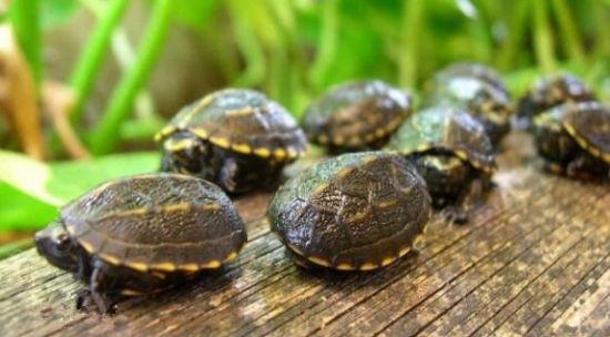 养宠物动不动就犯法养什么好,盘点懒人适合养的几种宠物