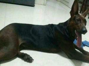 优秀品种德牧幼犬,国产顶级大型莱州红犬