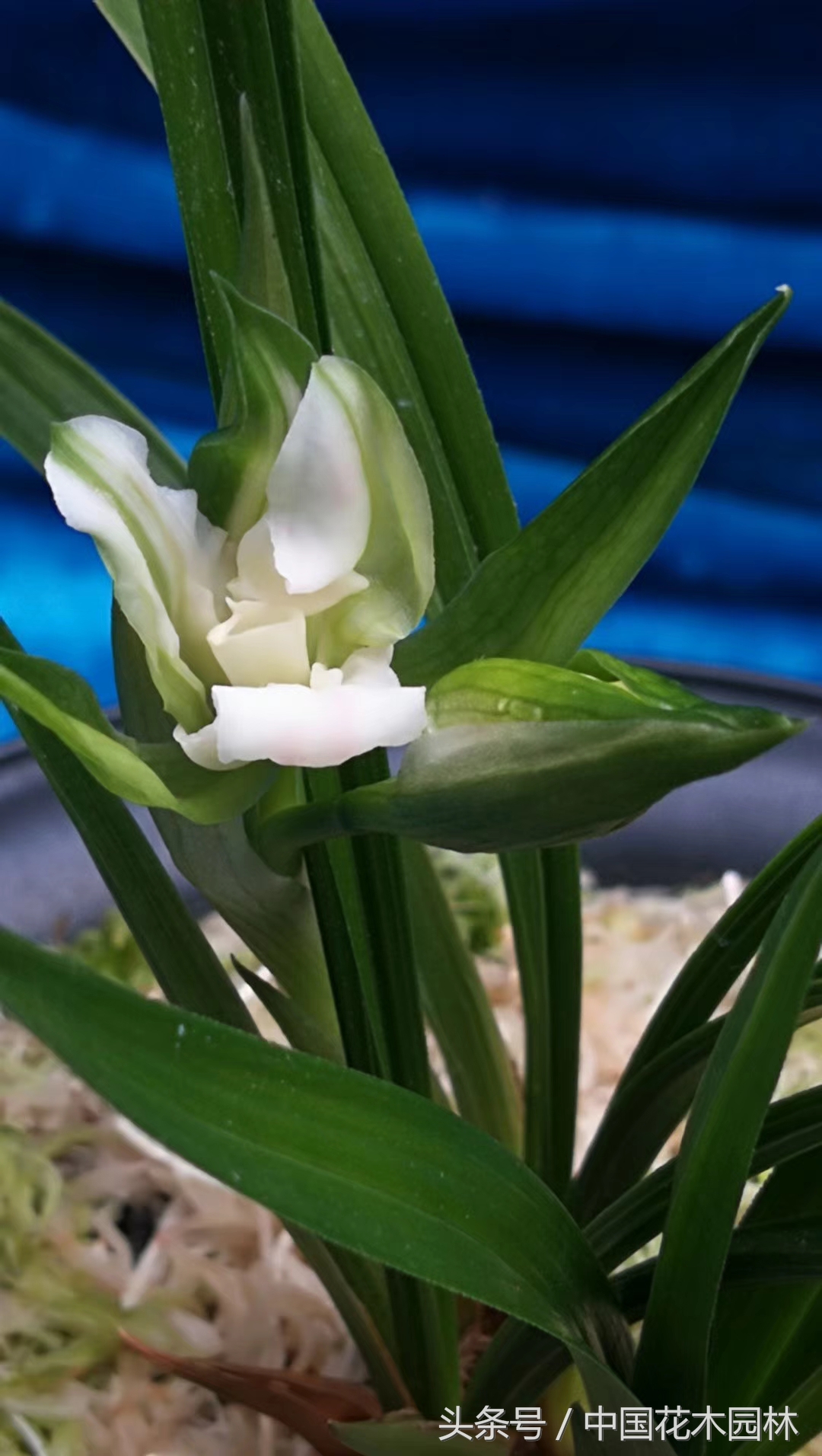 保山兰展获奖兰花图片,保山兰展特金奖兰花图片