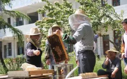 养蜂人揭秘中蜂,30年养蜂人教你如何辨别真假蜂蜜