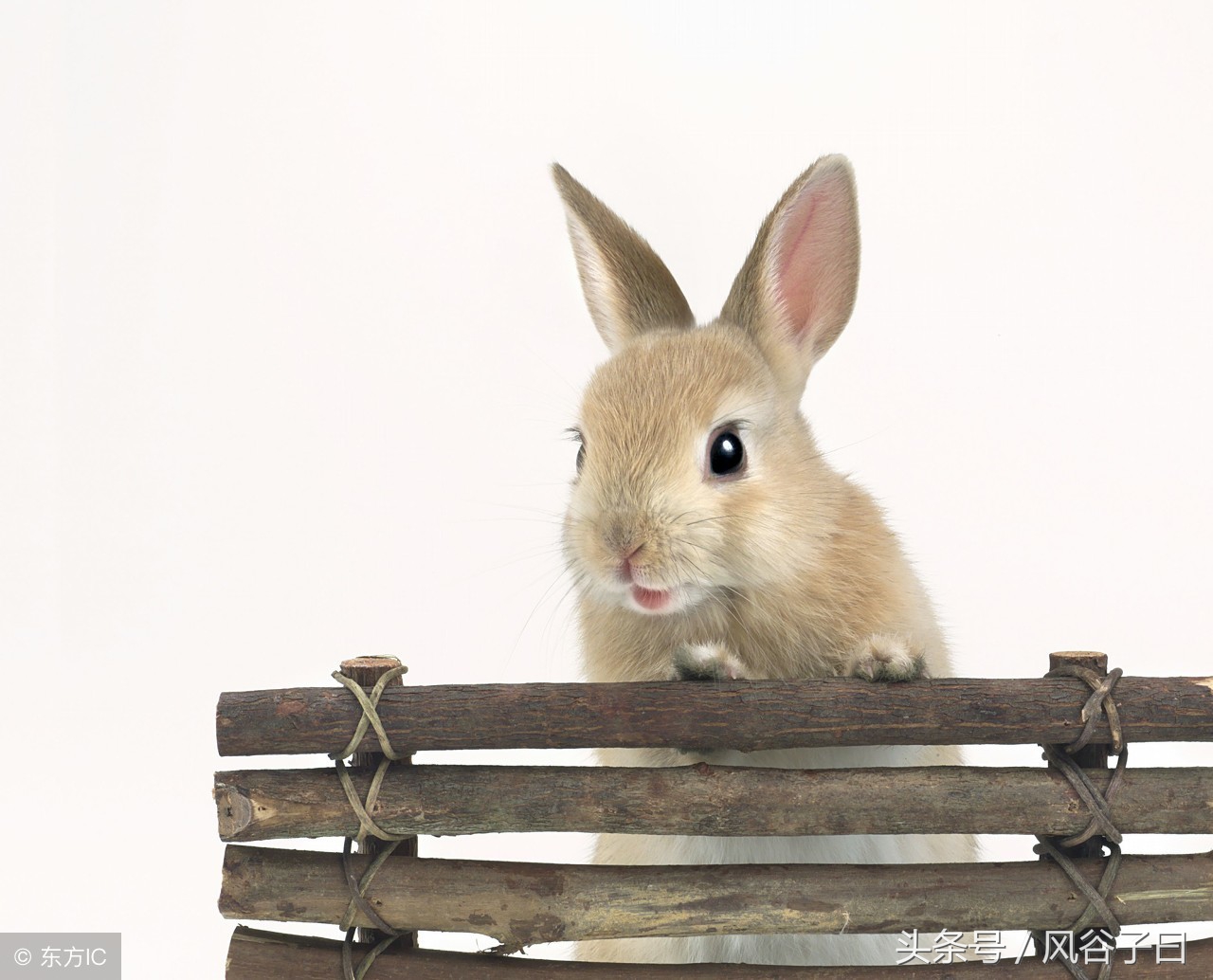 1987年属兔在2024年每月运势,1987年亥时属兔人2024全年运势