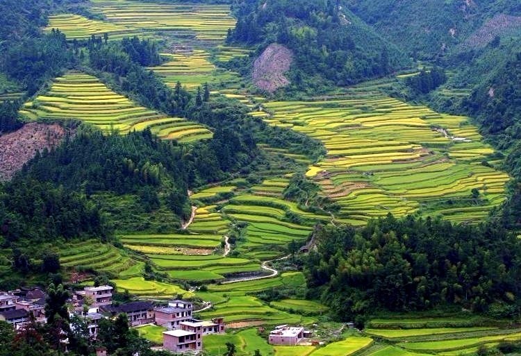 正宗清远连州水晶梨,广东清远连州的水晶梨