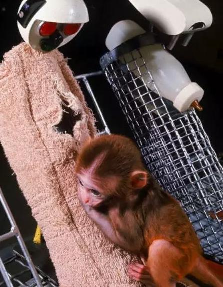 你与妈妈的关系决定了什么,来自妈妈的爱对话