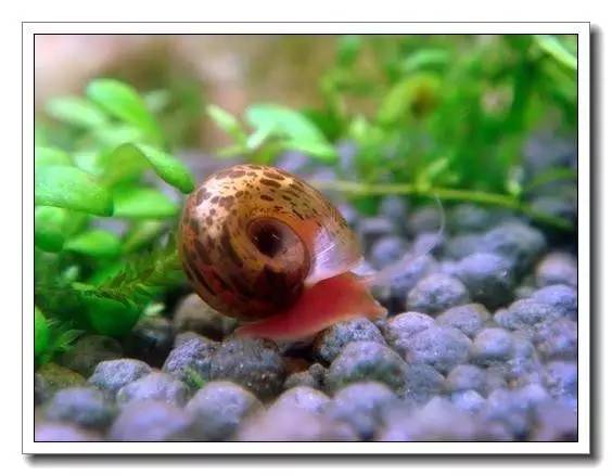 水族螺养殖方法,水族养殖教学
