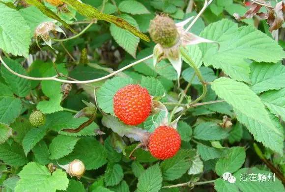 摇啊摇，摇啊摇，摇不到童年的桥，这些美食你还记得吗？